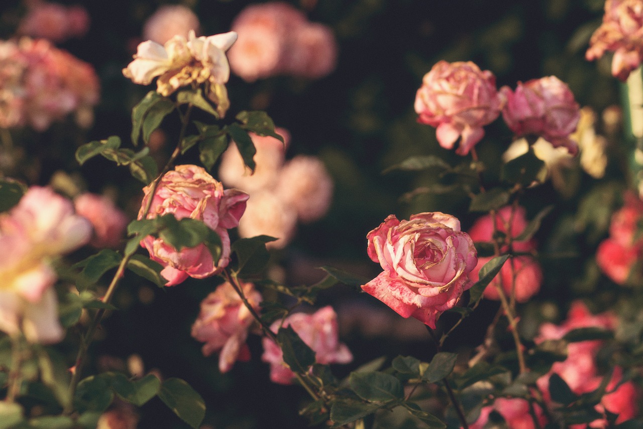 roses flower garden free photo