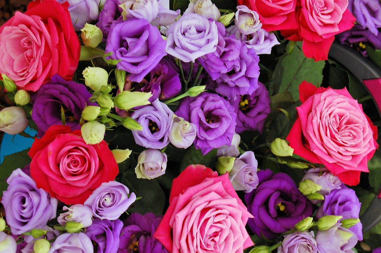 roses color colorful free photo
