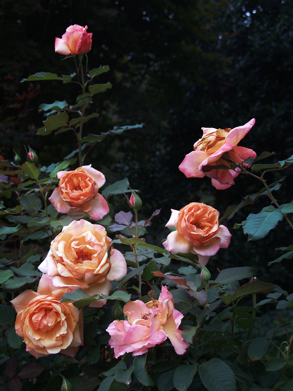 roses summer garden free photo