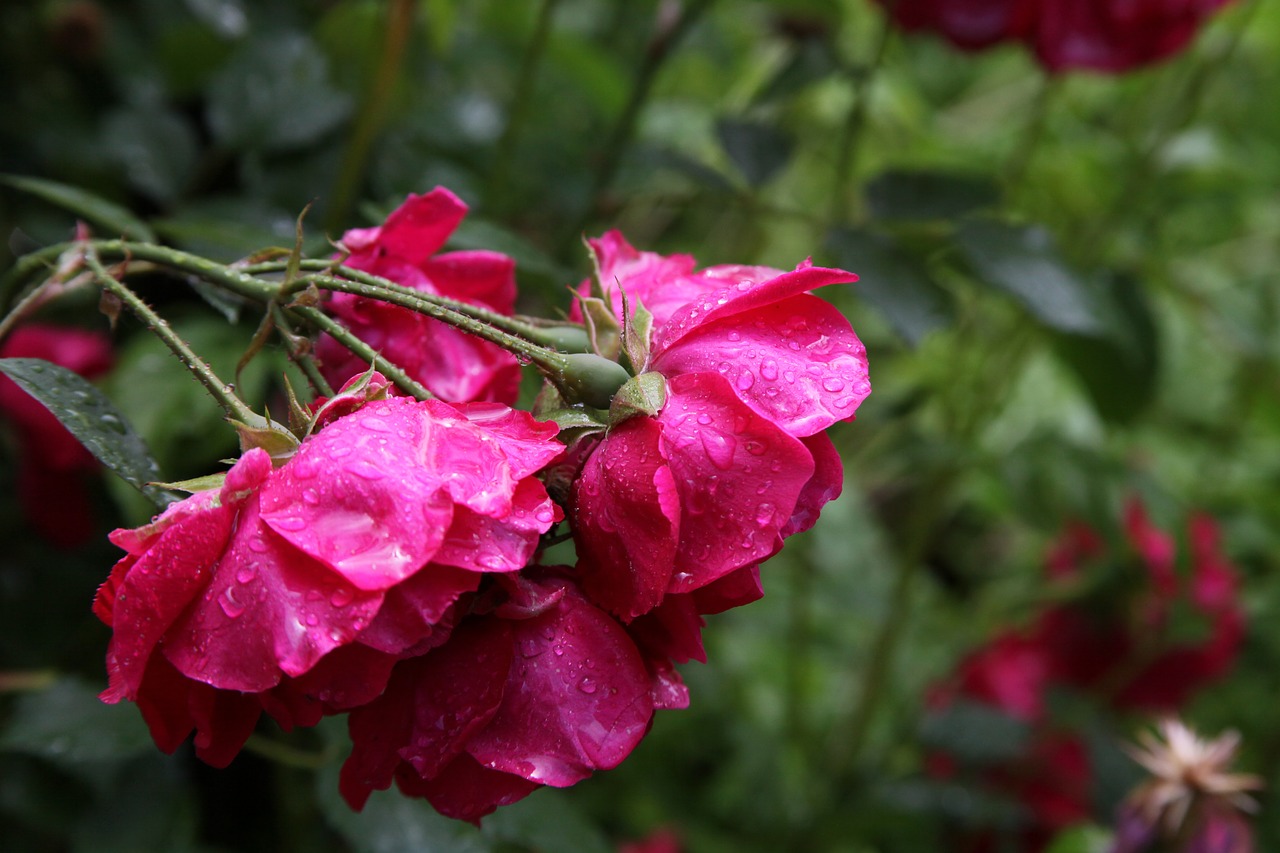 roses rain beautiful flowers free photo