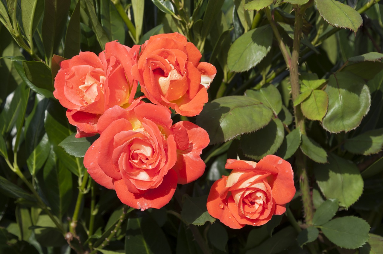 roses flowers wet free photo