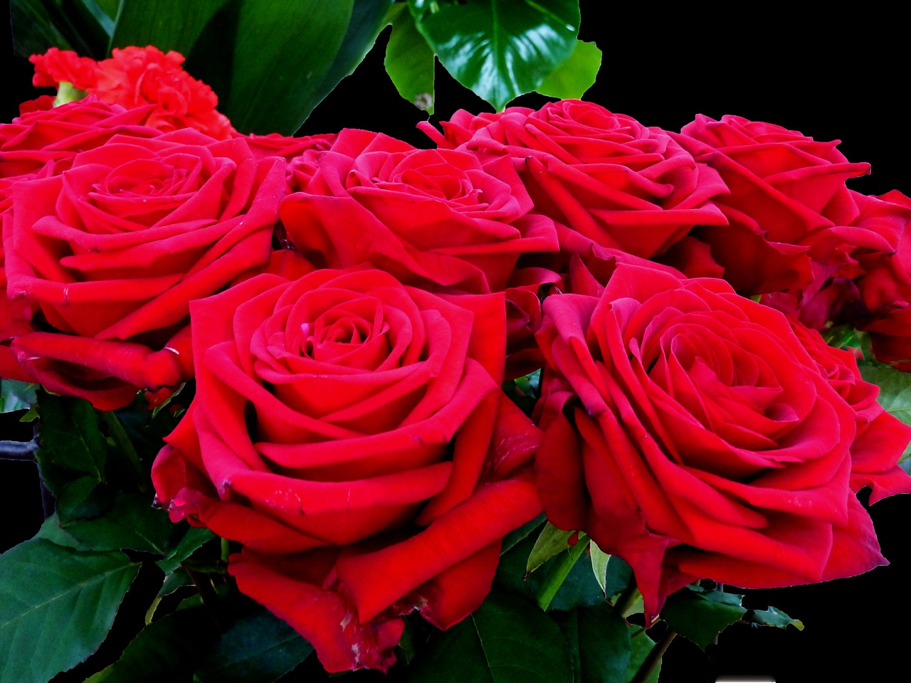 roses red red rose free photo