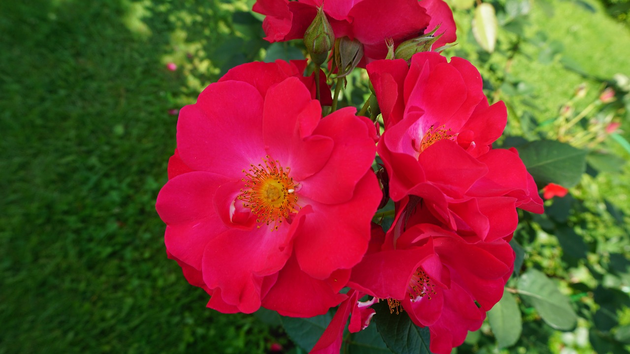 roses pink flower free photo