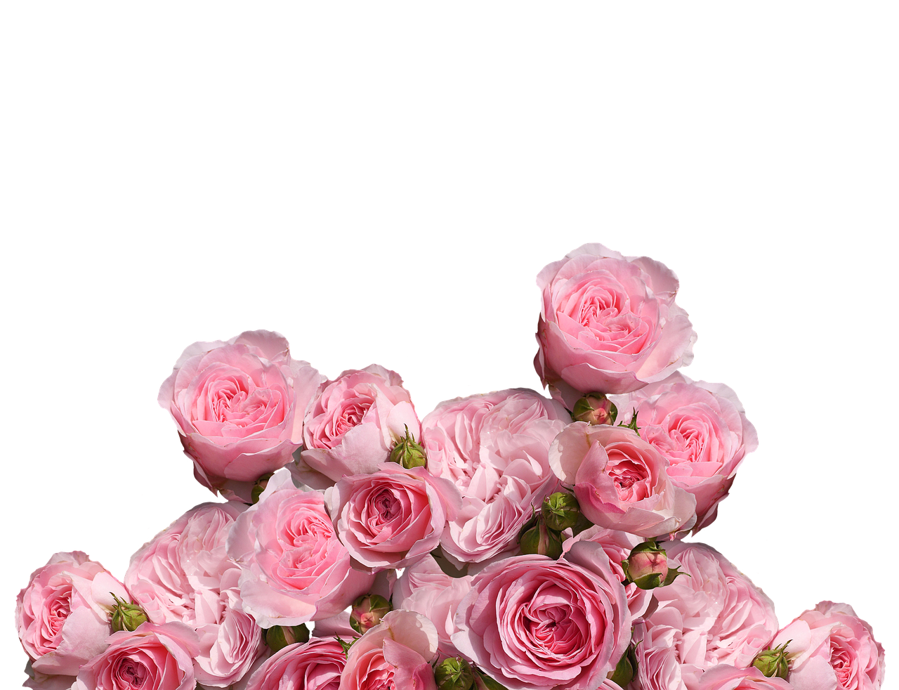 roses love wedding free photo