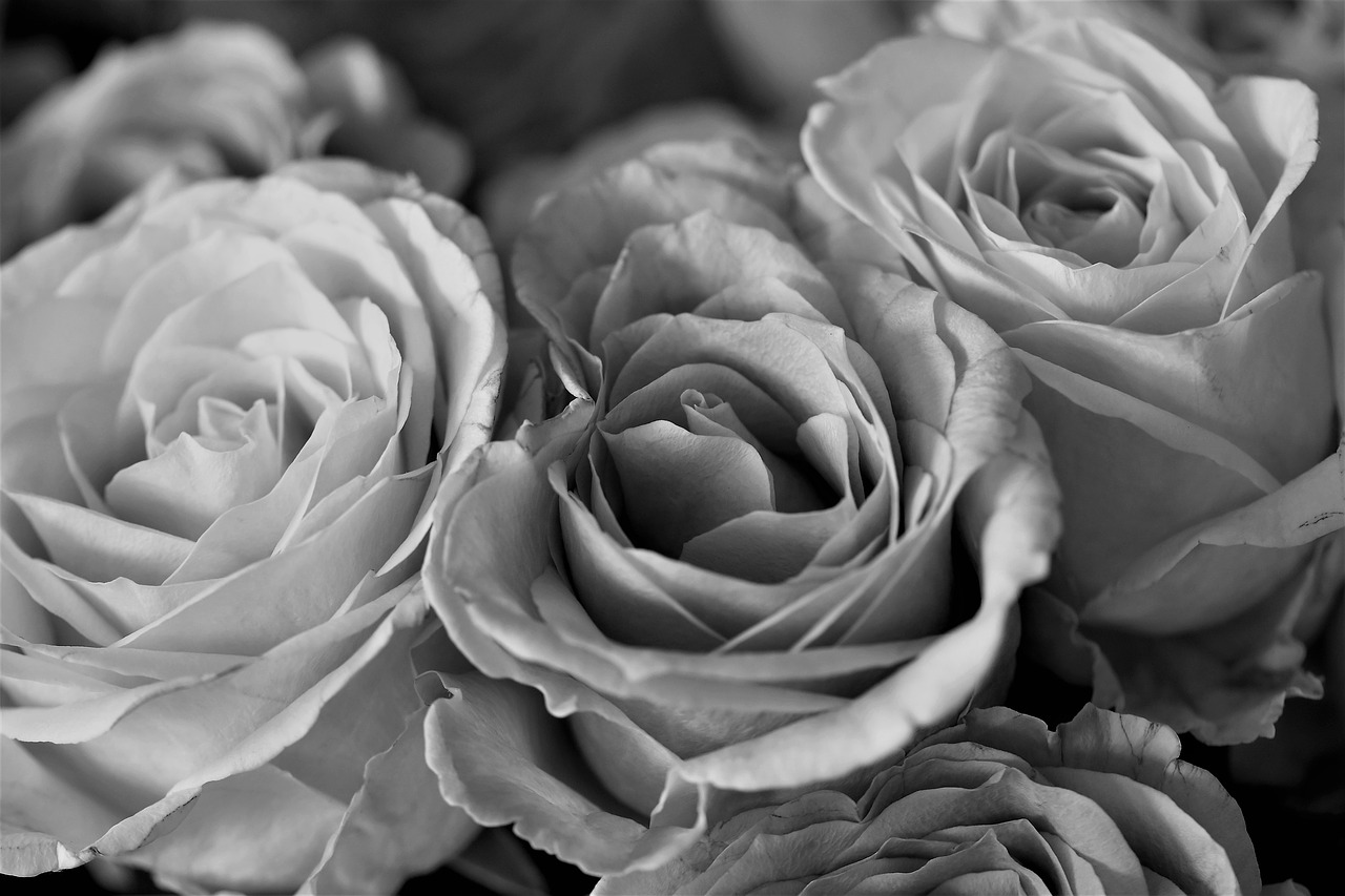 roses flowers black and white free photo