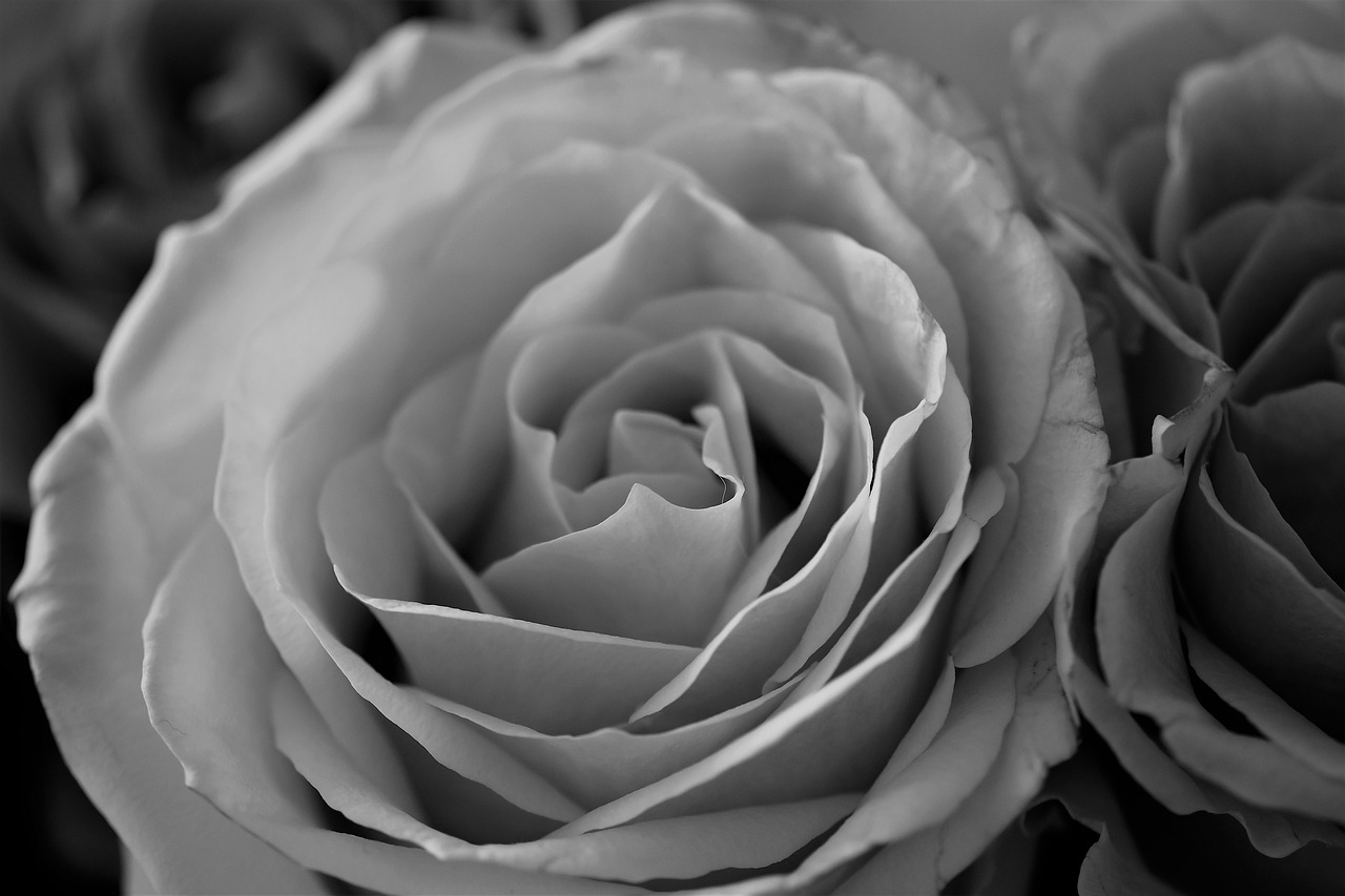 roses flowers black and white free photo