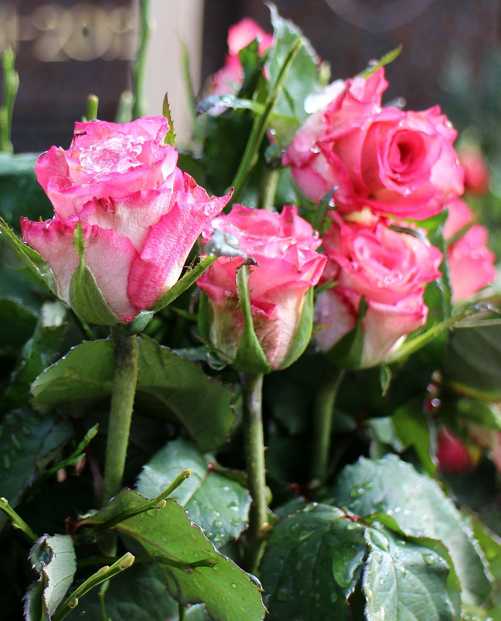 roses bouquet federal government free photo