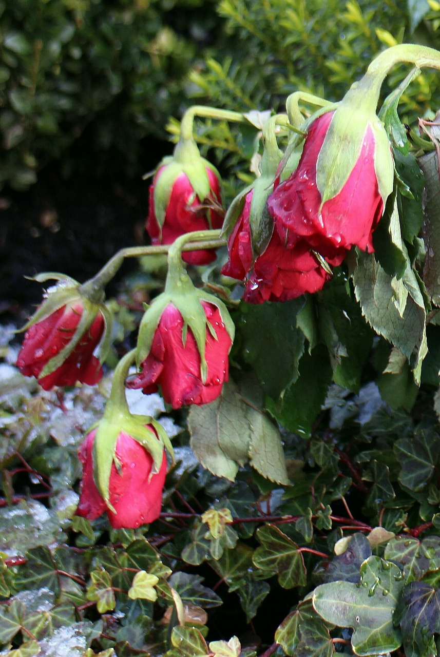 roses bouquet federal government free photo