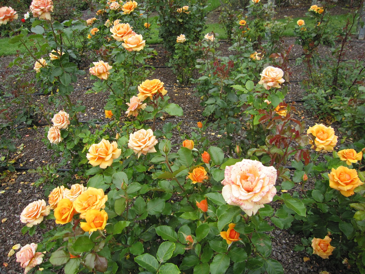 roses flowers garden free photo