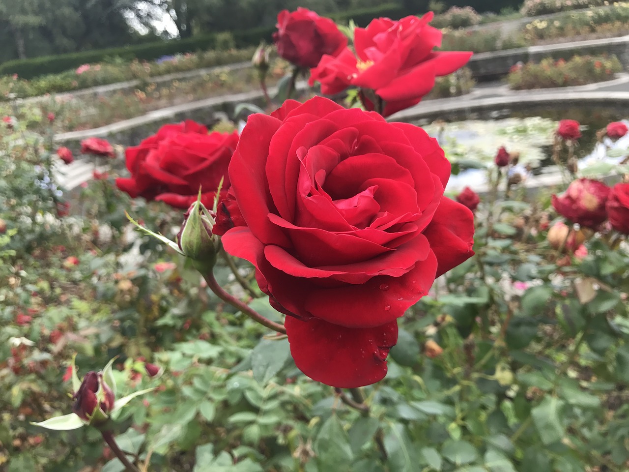 roses thorns red free photo