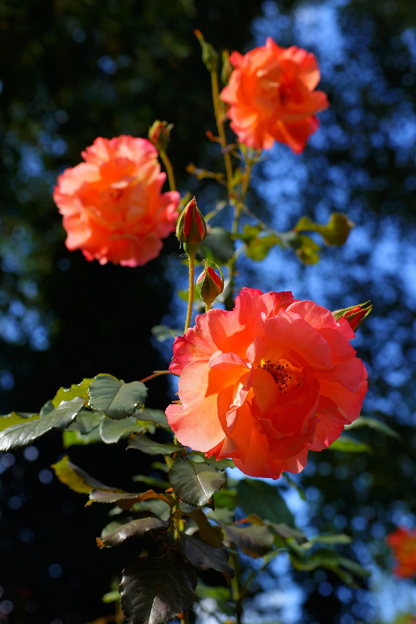 roses front yard flowers free photo