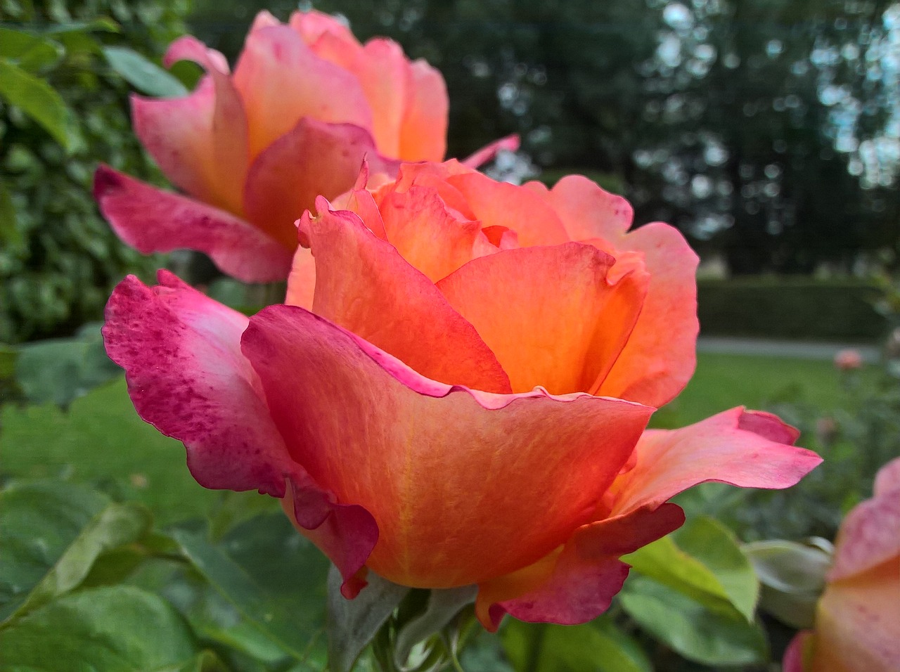 roses flowers color pink free photo