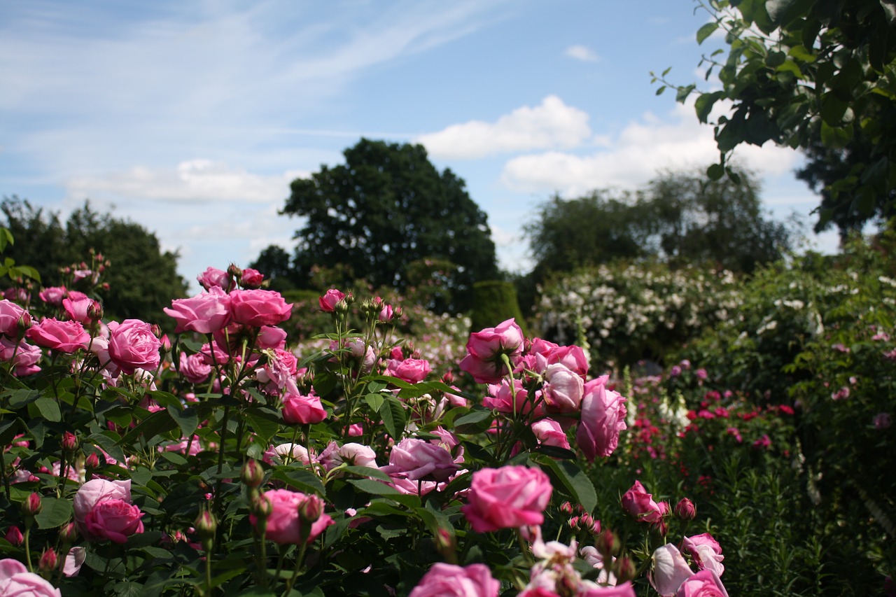 roses english garden free photo