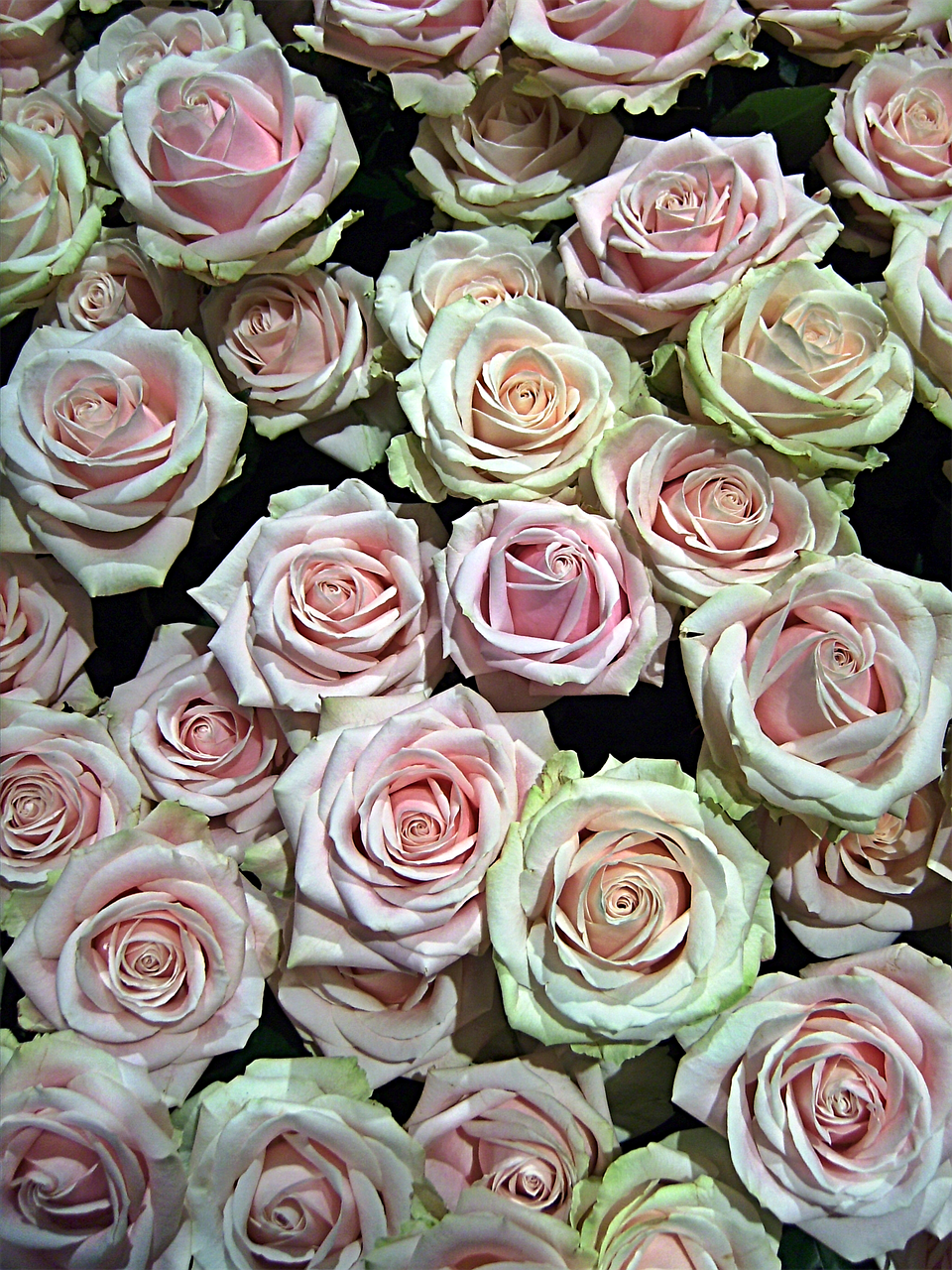 roses flowers love free photo