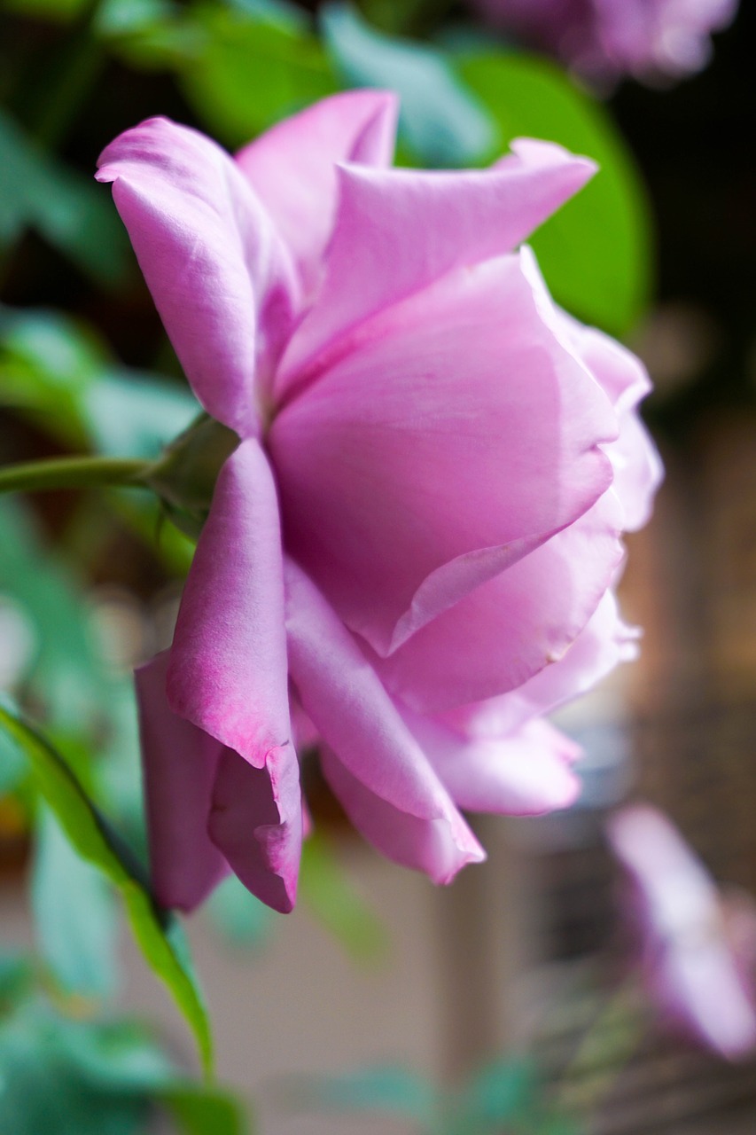 roses pink petal free photo