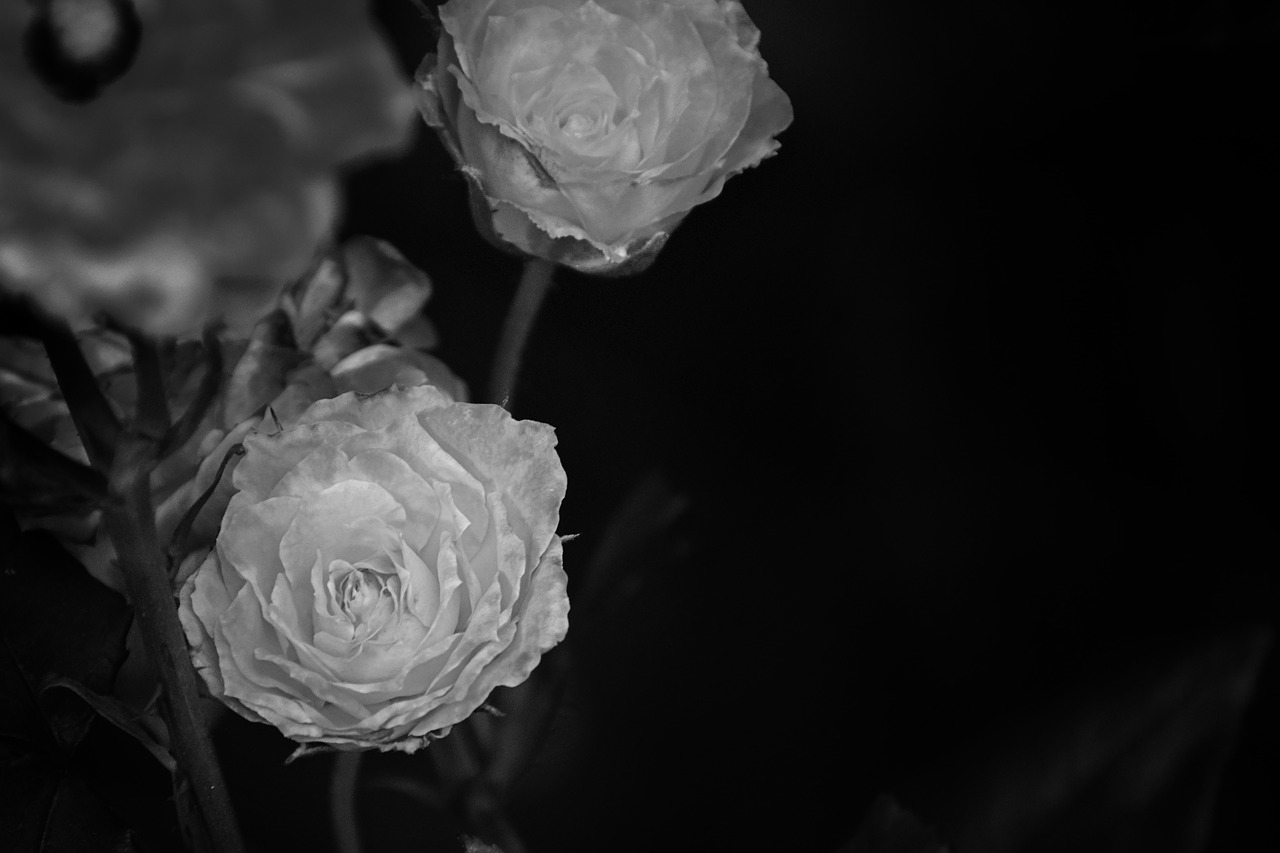 roses black white free photo