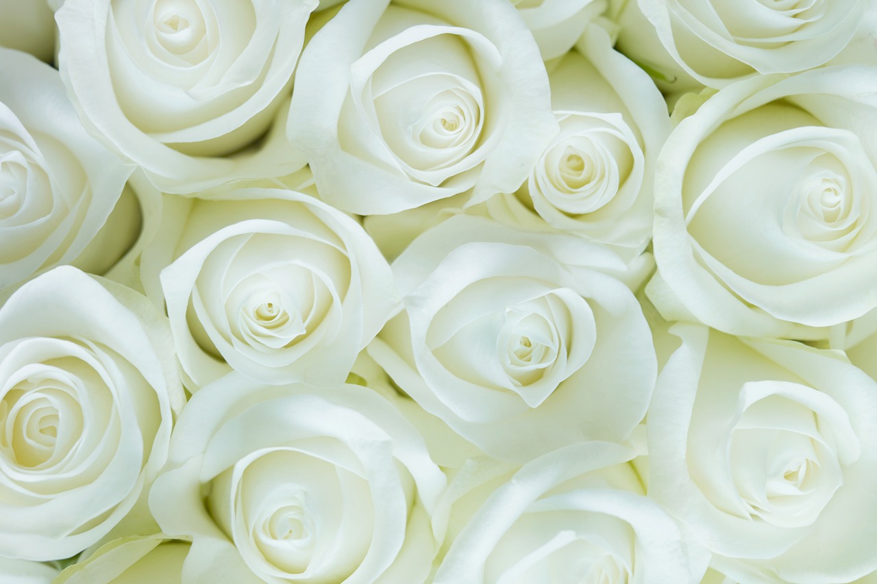 roses white pure free photo