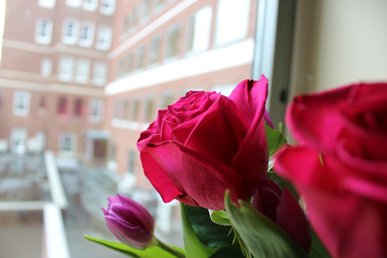 roses flowers pink free photo