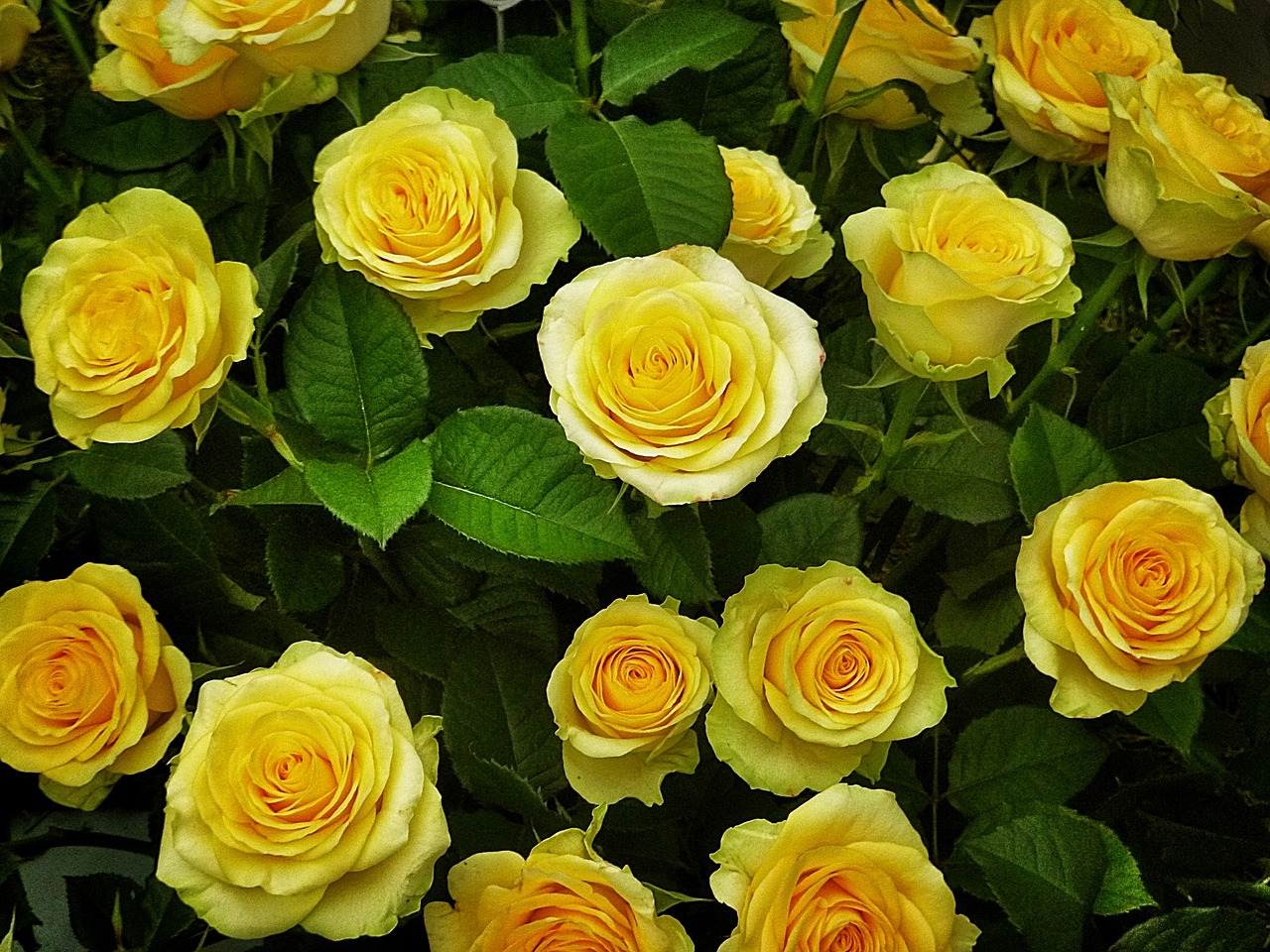 roses yellow flowers free photo