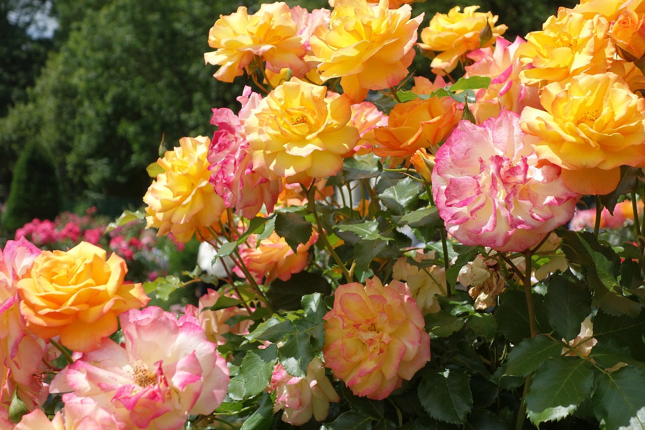 roses rose garden hadamar free photo