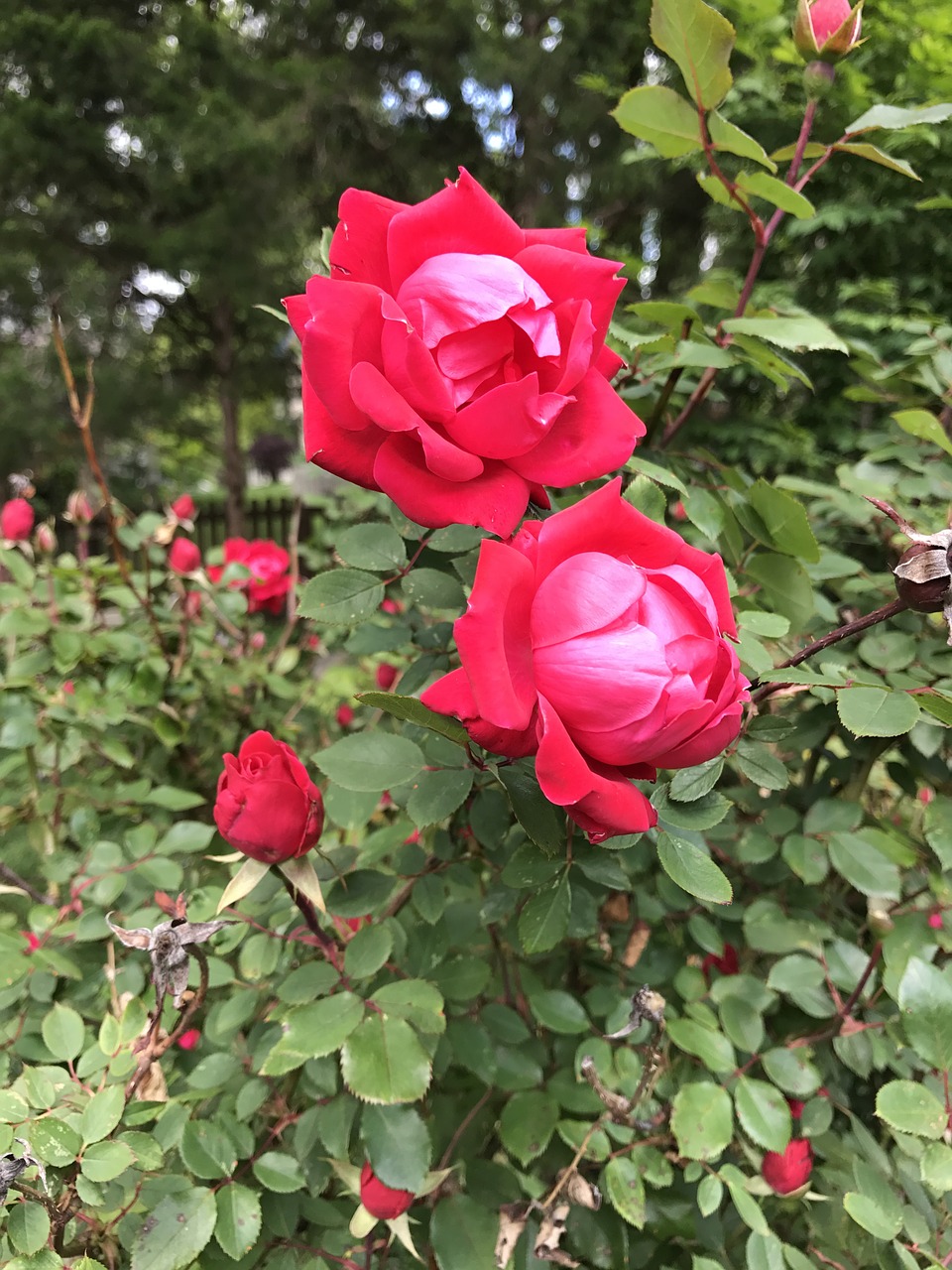 roses pink flower free photo