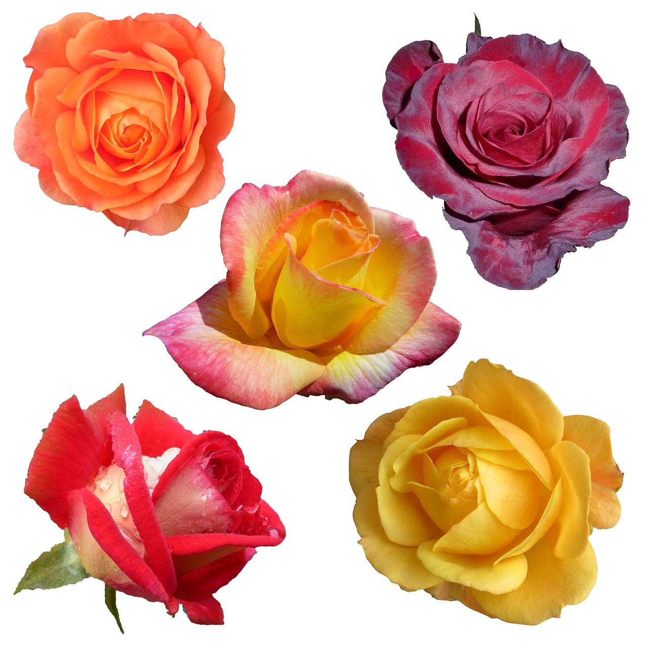 roses collage collection free photo