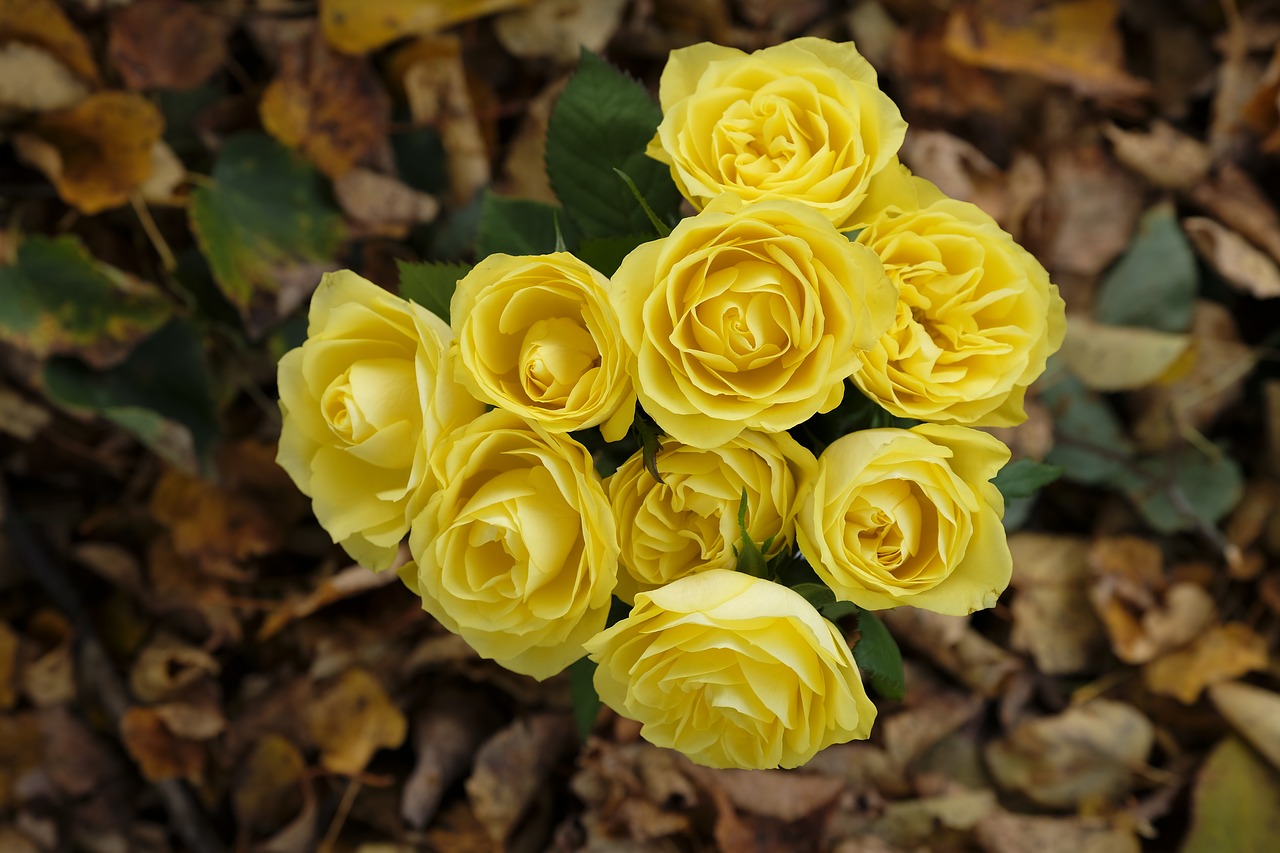 Желтая роза осенью