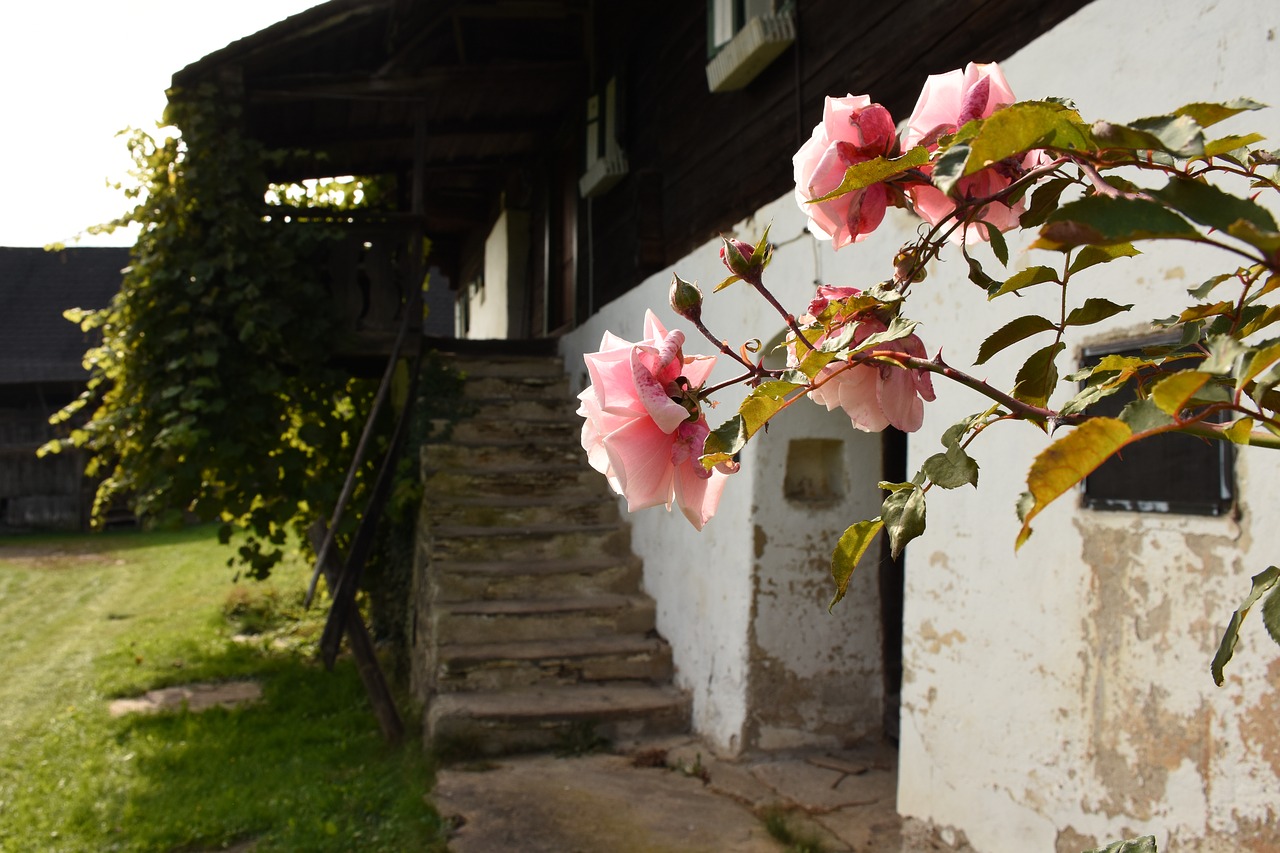 roses farm staircase free photo