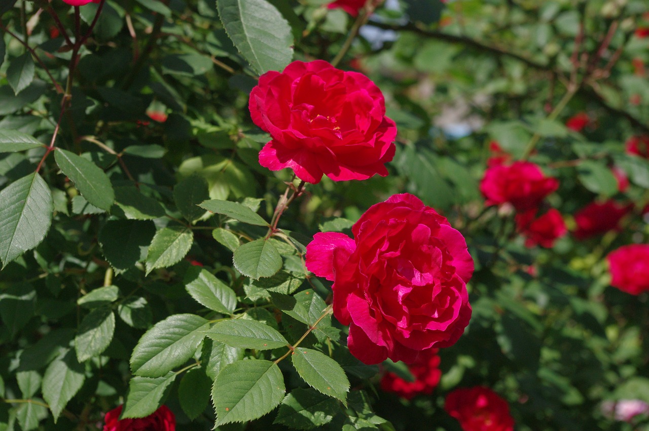 roses flower summer free photo