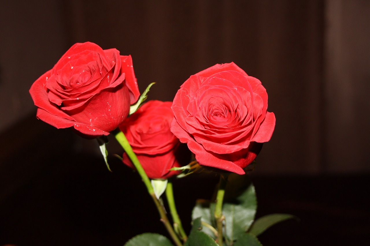 roses flowers red rose free photo