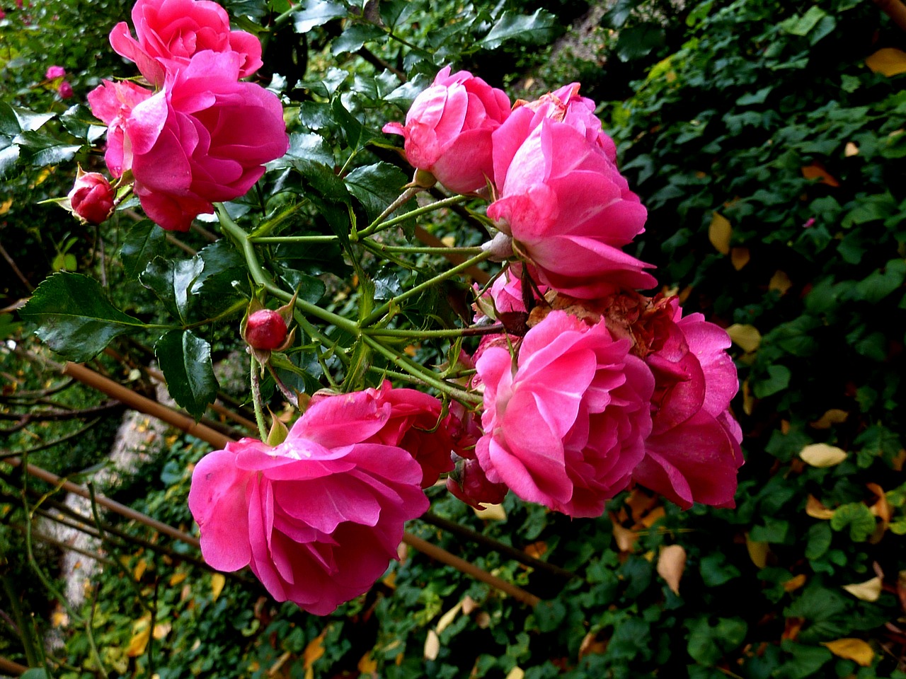 roses pink rose flower free photo