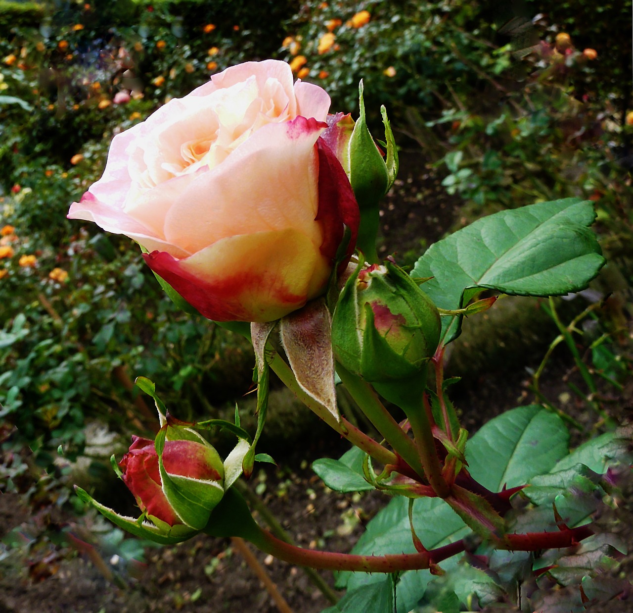 roses pink rose flower free photo