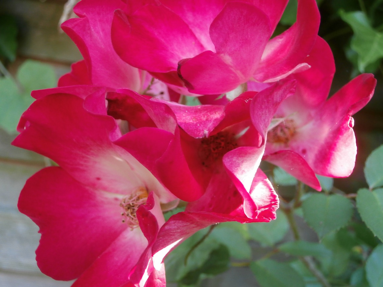 roses rosebush pink roses free photo