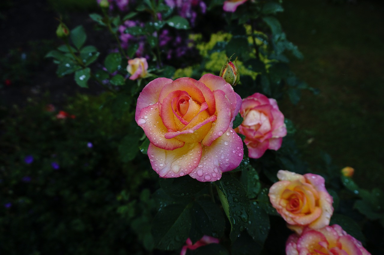 roses garden blossom free photo