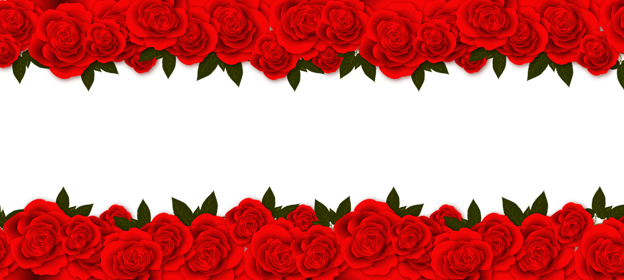 roses flowers red rose free photo