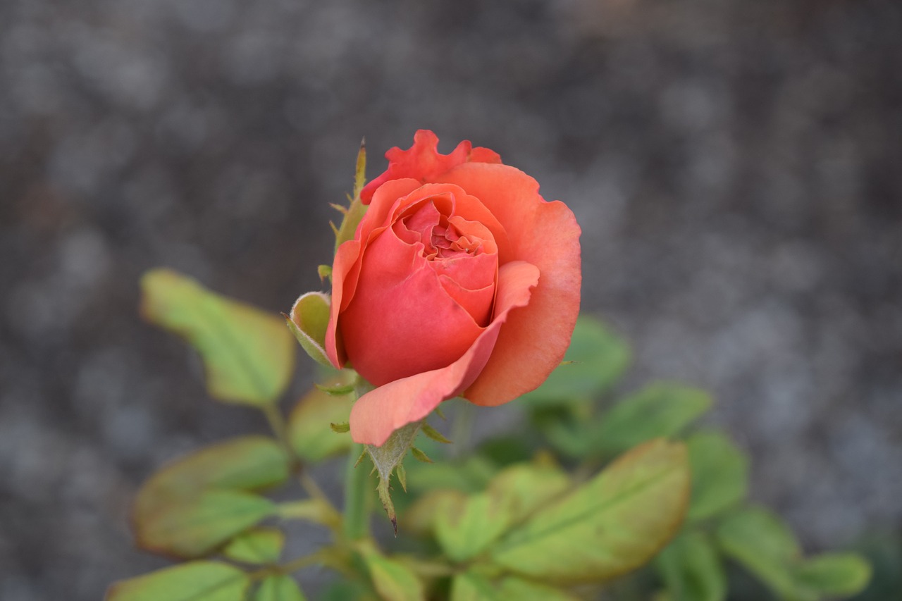 roses garden redrose free photo