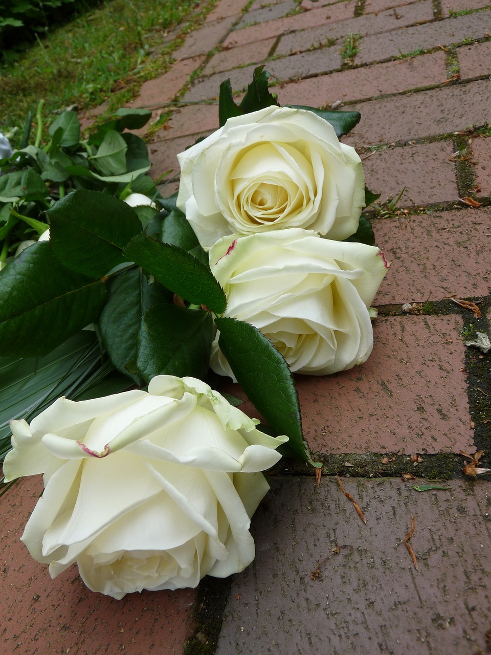 roses white funeral free photo