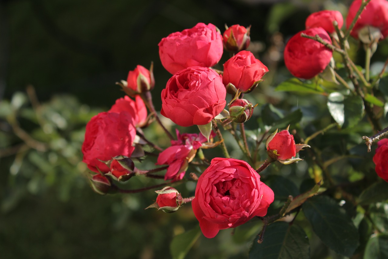 roses flowers rose bloom free photo