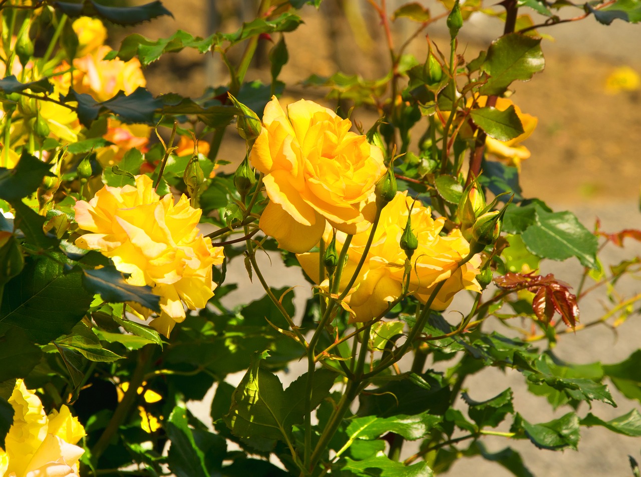 roses yellow yellow rose free photo