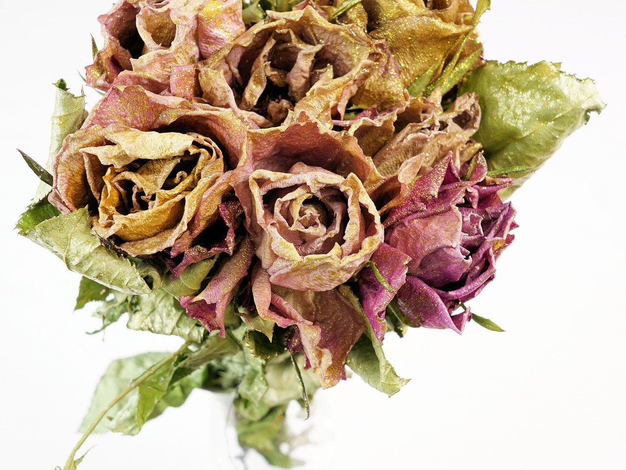 roses dry dried flowers free photo