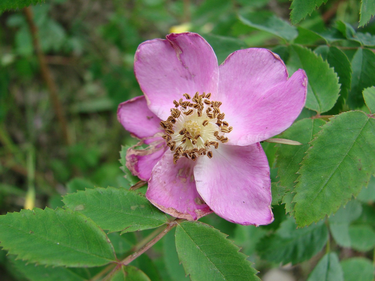 roses garden flower free photo