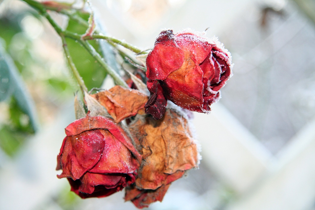 roses winter frozen free photo