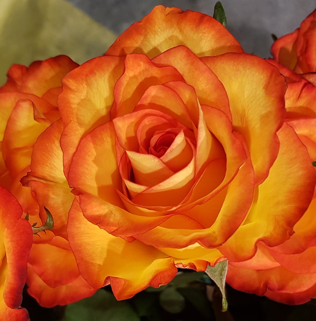 roses orange flower free photo