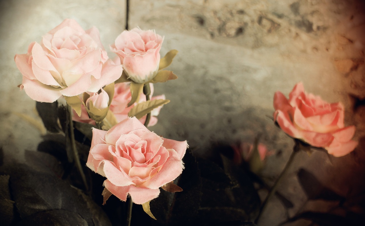 Roses,romantic,nostalgia,color,pink - free image from needpix.com