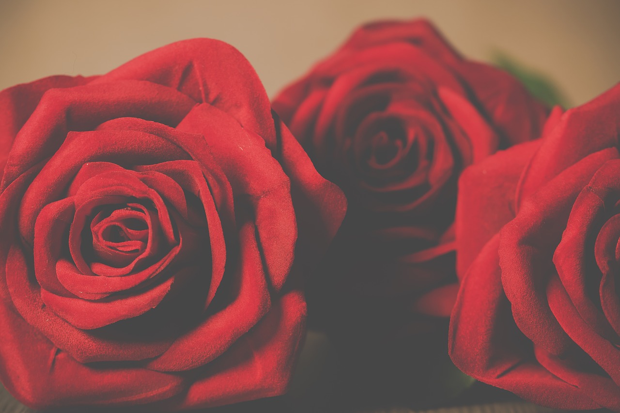 roses petal love free photo