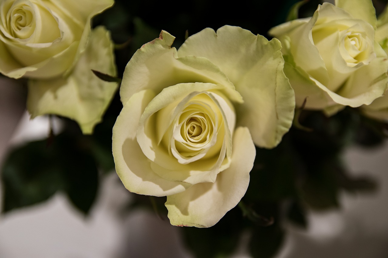 roses flowers white free photo