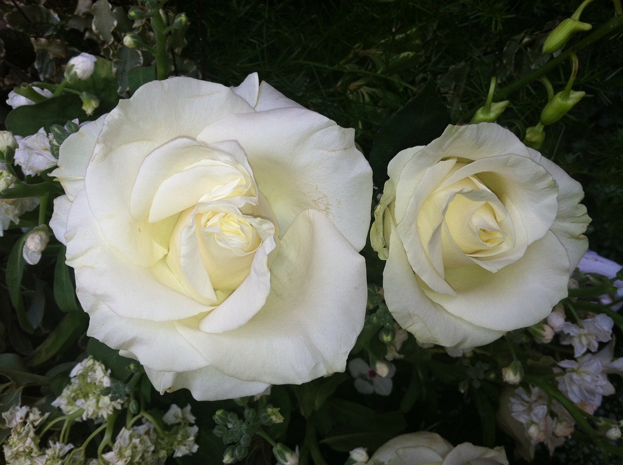 roses white flowers free photo