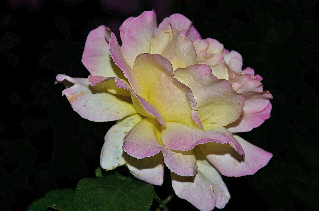 roses pink family free photo