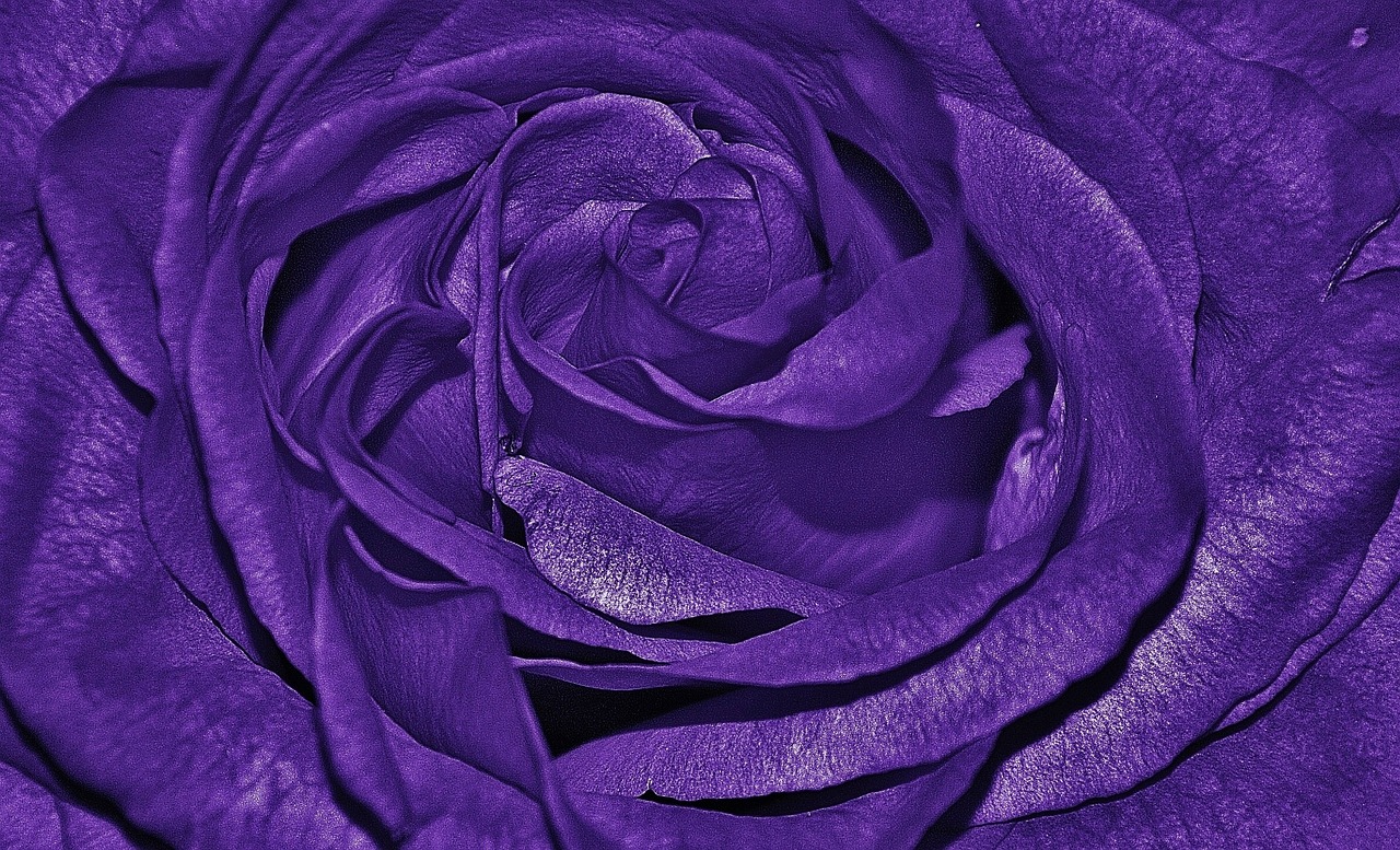 roses purple lila free photo