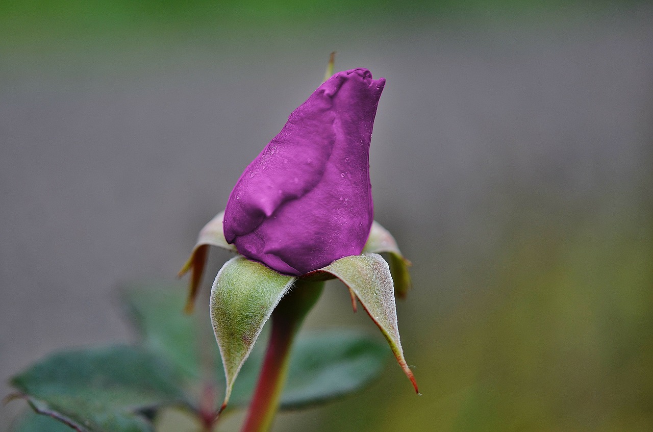 roses purple family free photo